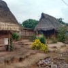 Casa nativa, de madera y palmiche